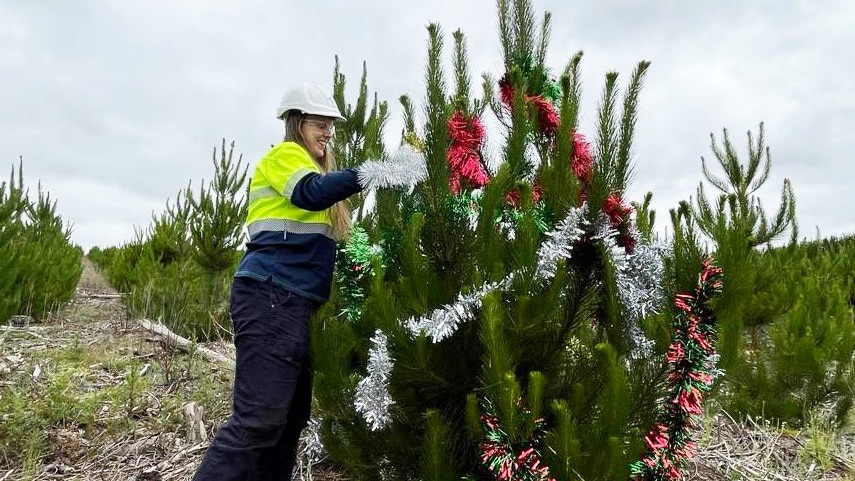 Quà tặng cây thông Noel làm không khí lễ hội thêm phần vui vẻ giữa bối cảnh nhu cầu tiêu dùng trong nước tăng vọt