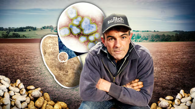 Virus khoai tây mới gây lo ngại tại Tasmania Úc