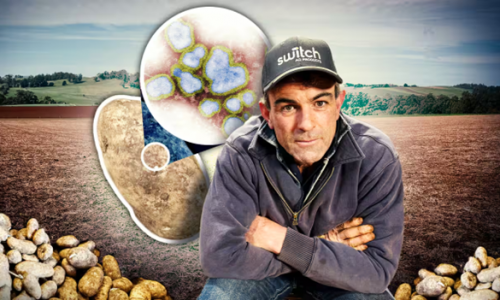 Virus khoai tây mới gây lo ngại tại Tasmania Úc