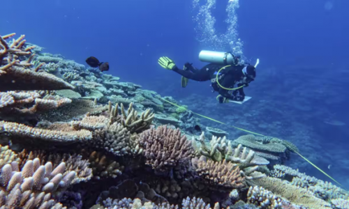 Khảo sát cho thấy sự mất mát san hô đáng báo động ở rạn san hô Great Barrier