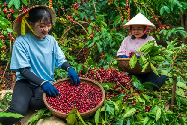 Cà phê Việt Nam mất lợi thế giữa thương chiến