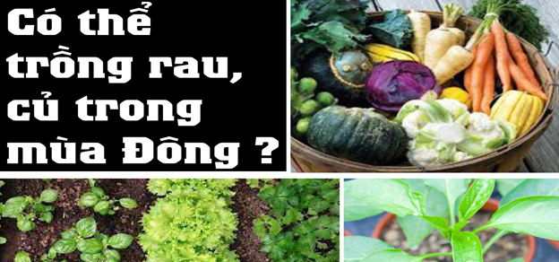 Có thể trồng rau, củ trong mùa Đông?
