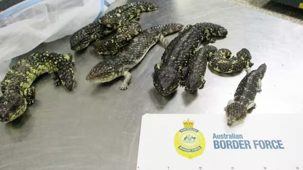 Úc trước vấn nạn buôn lậu động vật hoang dã: Các nhà nghiên cứu lần theo dấu vết thị trường chợ đen