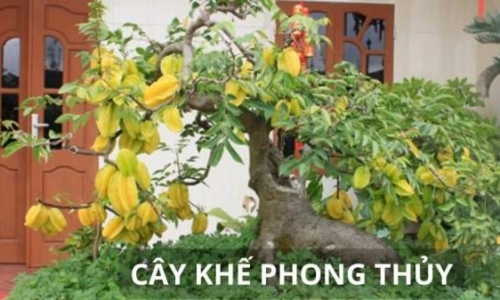 Trồng cây khế cực tốt về phong thủy, đặc biệt người tuổi này, mệnh này trồng cây khế cực giàu