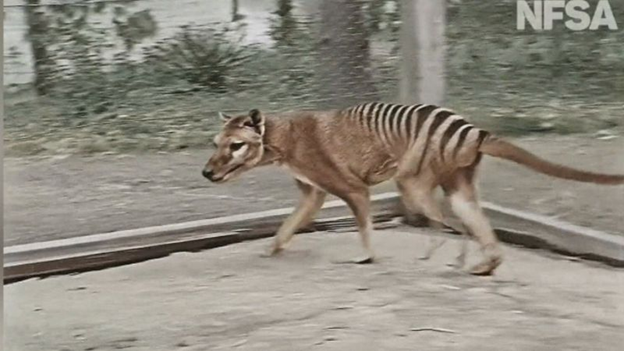 Úc có thể hồi sinh hổ Tasmania trong vòng tám năm tới