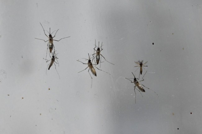 Úc tìm ra cách thức mới điều trị bệnh sốt rét