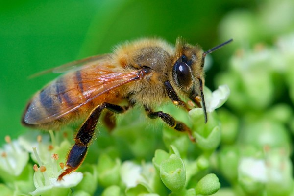Úc: Tìm ra chất chữa ung thư từ nọc độc của loài ong mật