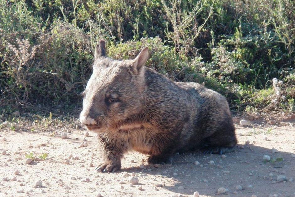 Việc hạ sát có chọn lọc gấu túi mũi lông Wombat gây tranh cãi ở Nam Úc bị tổ chức người bản địa Aboriginal Lands Trust hủy bỏ.